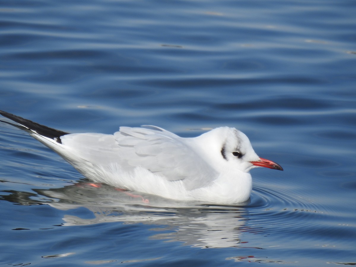 Mouette rieuse - ML302901711