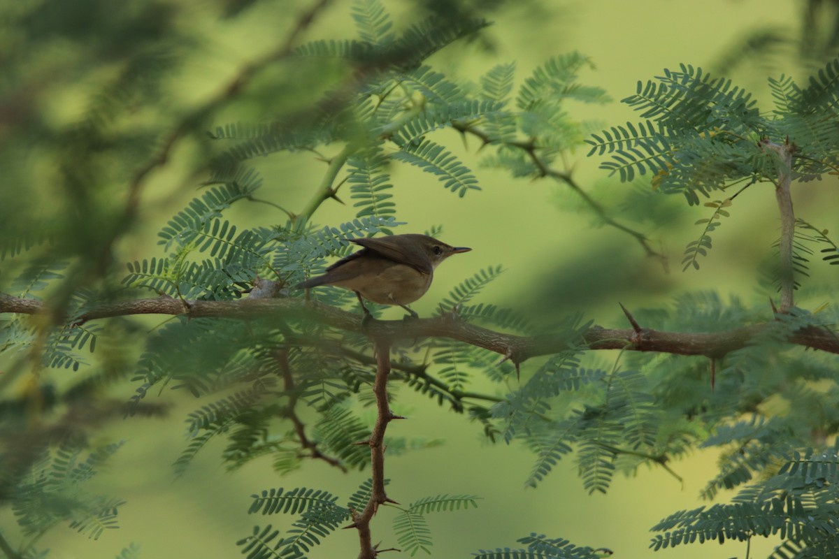 Бутны охил бялзуухай - ML302902311