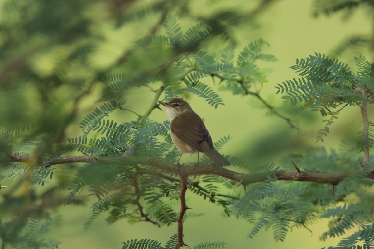 Бутны охил бялзуухай - ML302902321