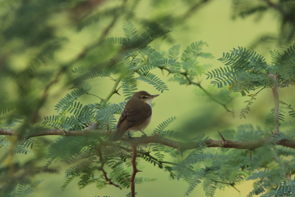 Бутны охил бялзуухай - ML302902331