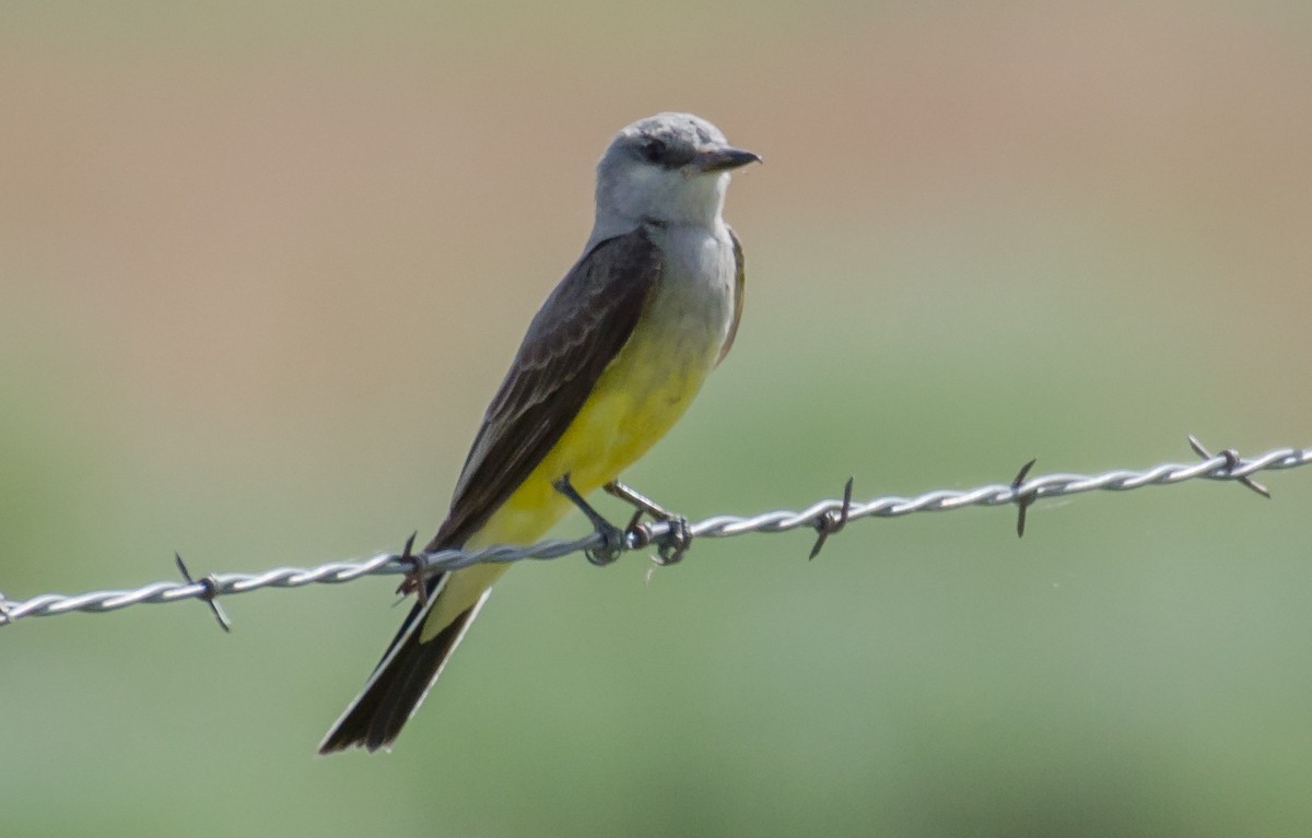 Western Kingbird - ML30290251