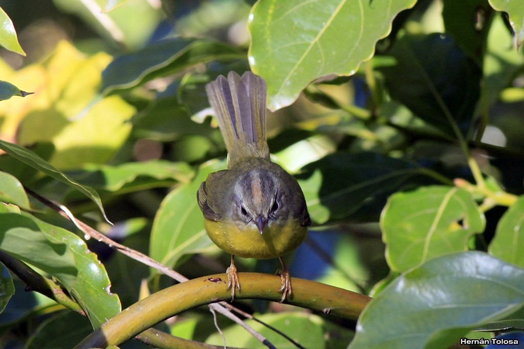 Golden-crowned Warbler - ML30290261