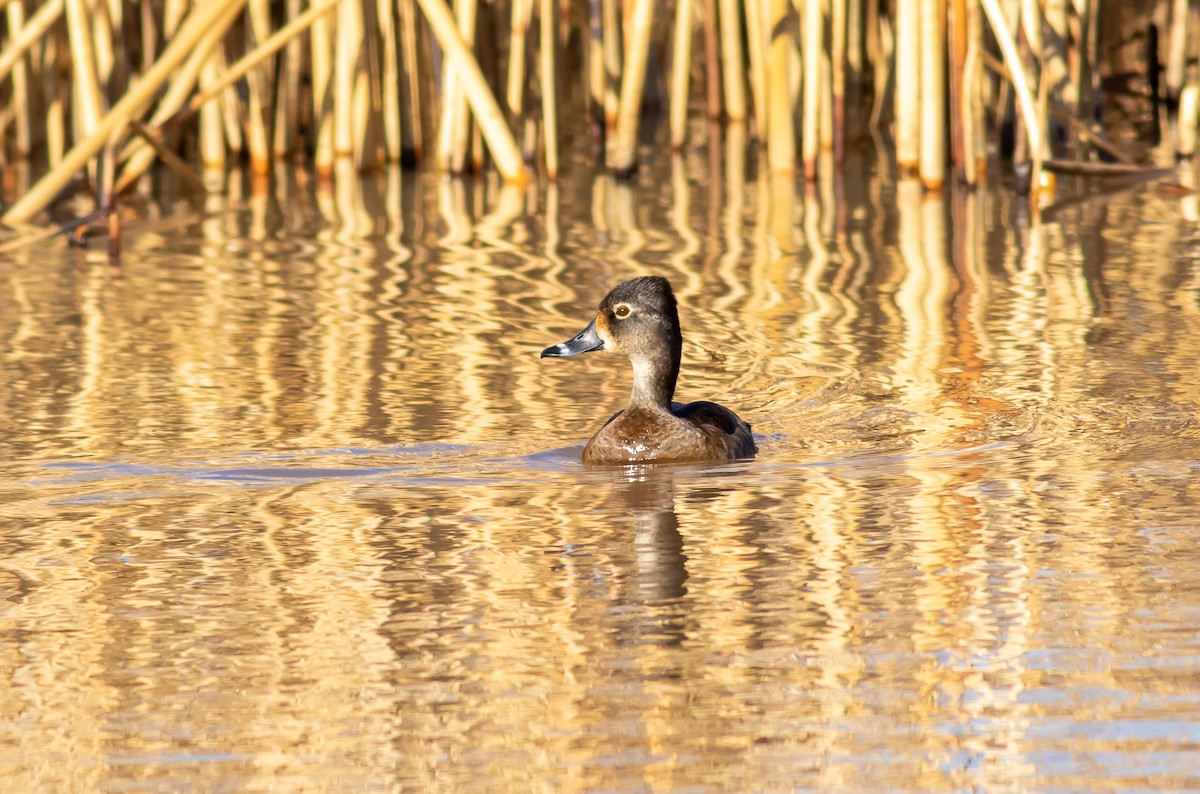 Ring-necked Duck - ML302902641