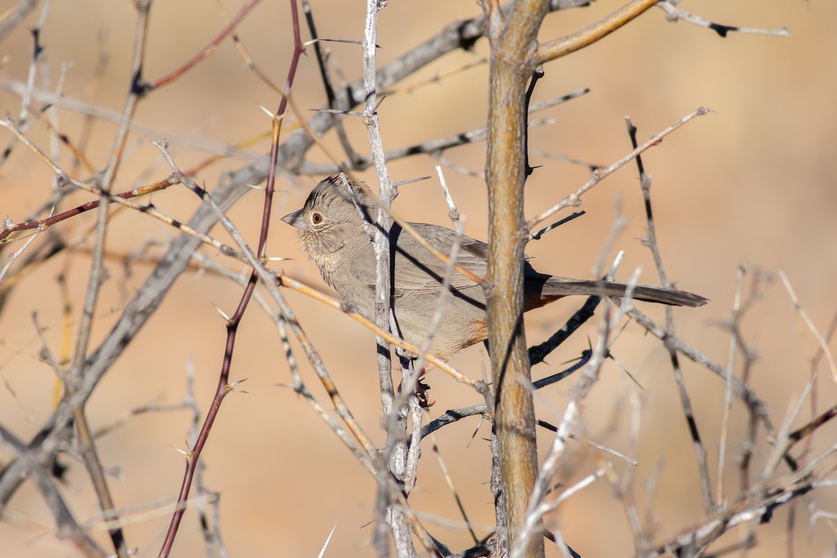 Canyon Towhee - ML302903051