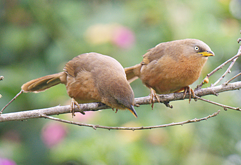 Rufous Babbler - ML302903261