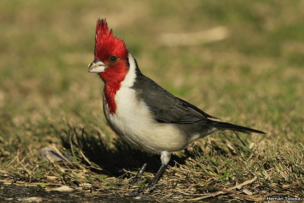 Red-crested Cardinal - ML30290381