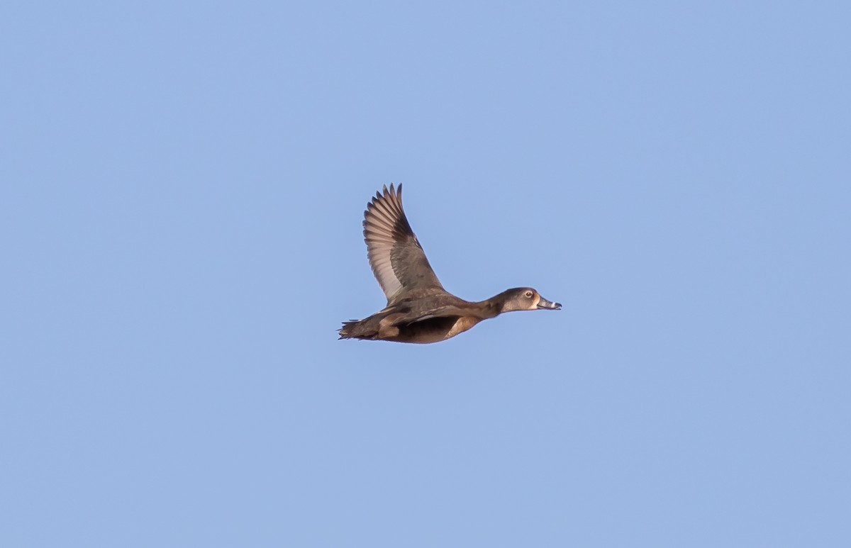 Ring-necked Duck - ML302904441