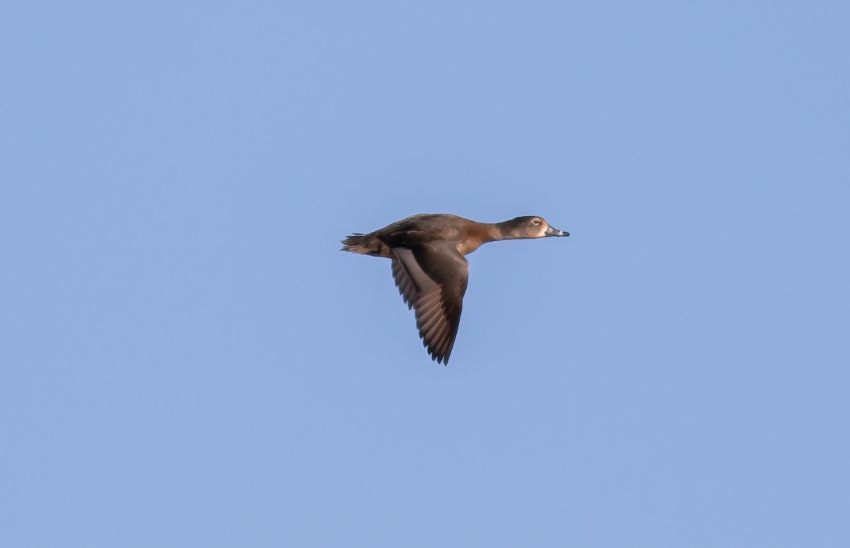 Ring-necked Duck - ML302904451