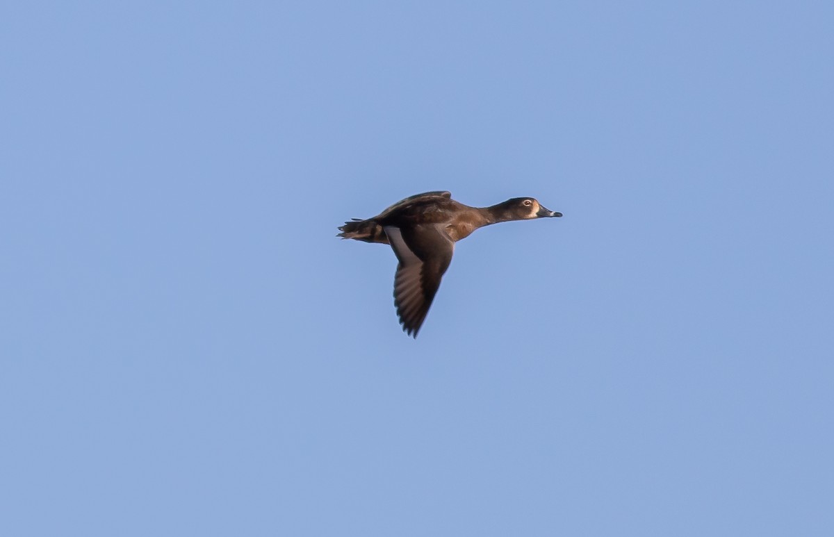 Ring-necked Duck - ML302904461