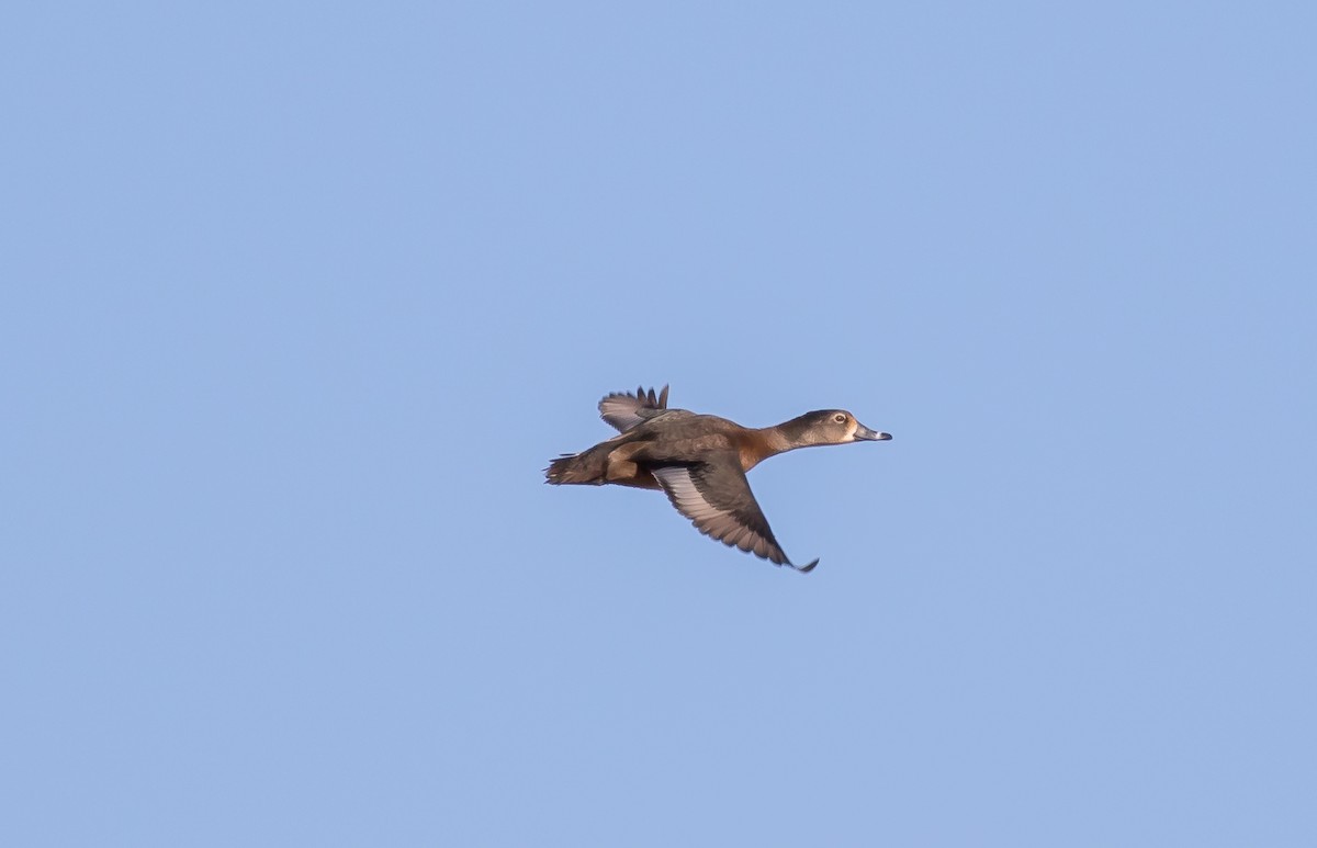 Ring-necked Duck - ML302904471