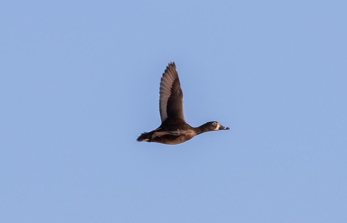 Ring-necked Duck - ML302904481