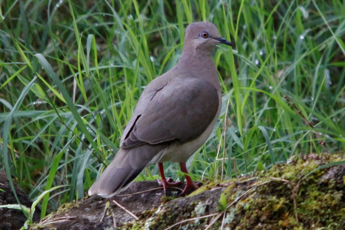 White-tipped Dove - ML302904781