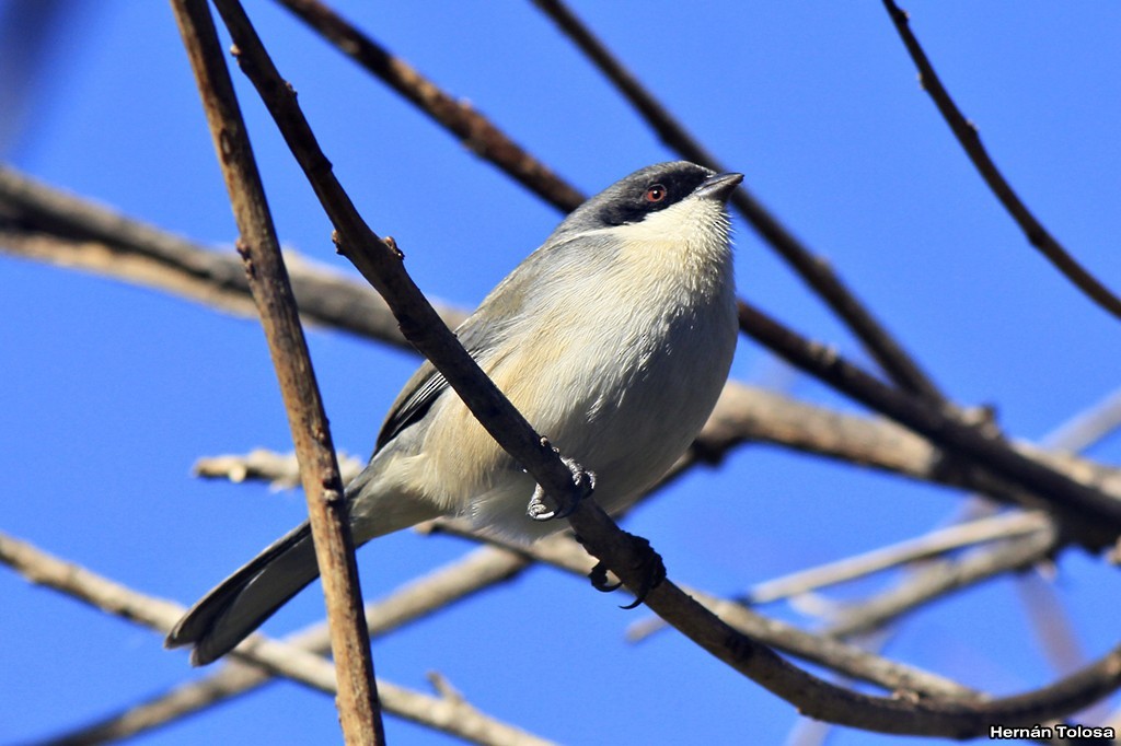 Black-capped Warbling Finch - ML30290521