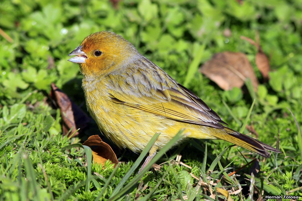 Saffron Finch - ML30290531