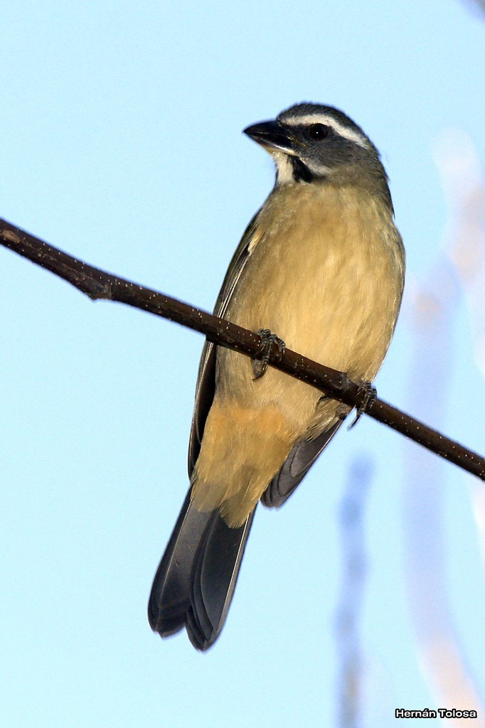 Green-winged Saltator - ML30290541