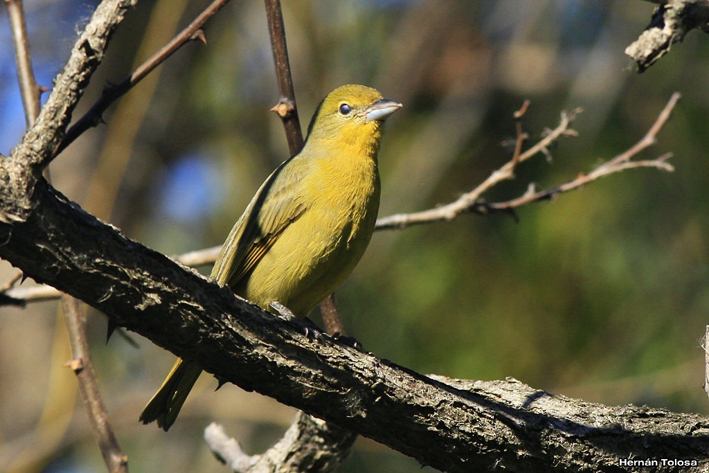 Hepatic Tanager - ML30290621
