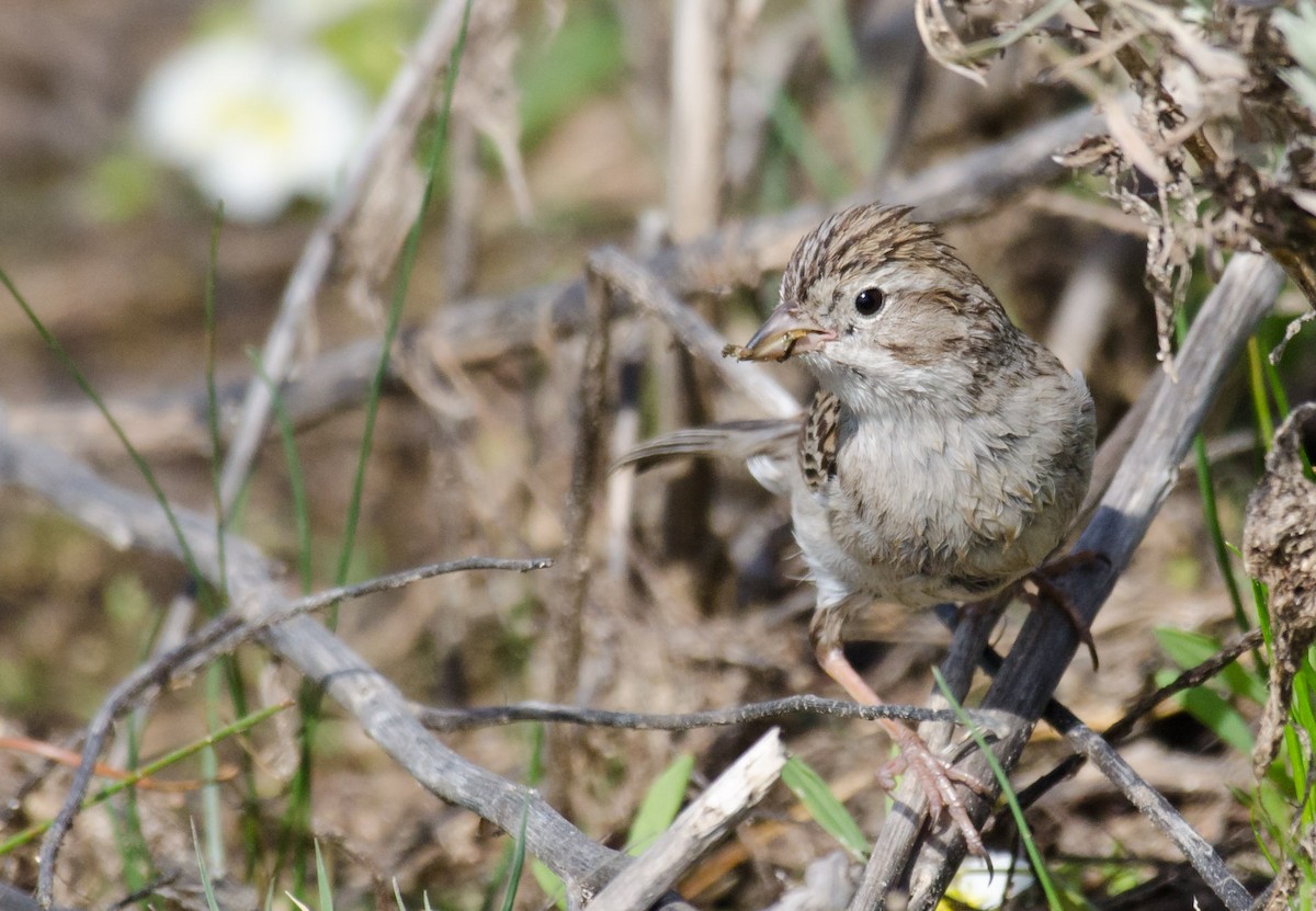 Brewer's Sparrow - ML30290661