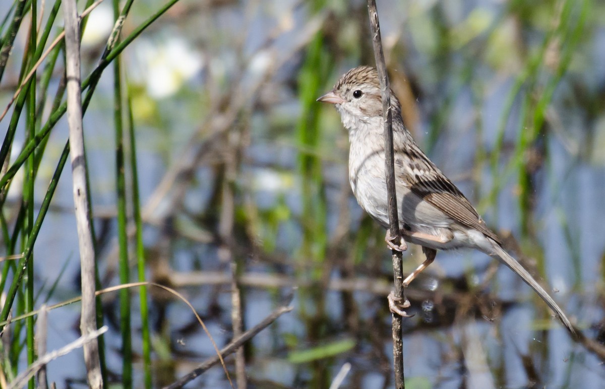 Brewer's Sparrow - ML30290671