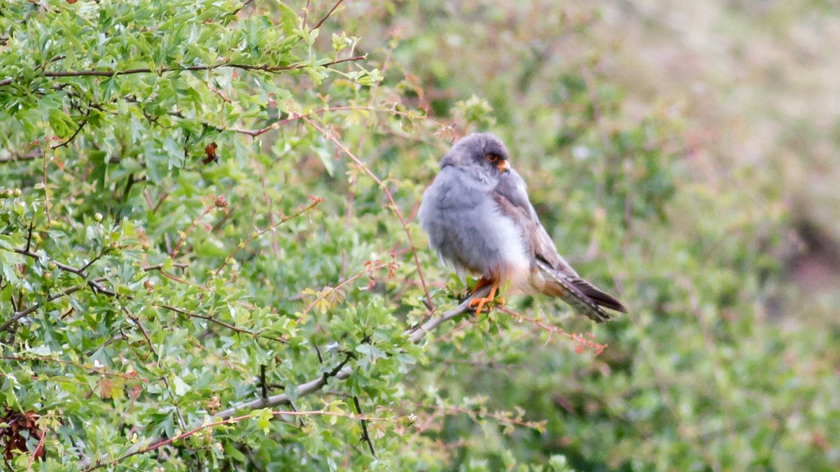 Red-footed Falcon - ML302907281