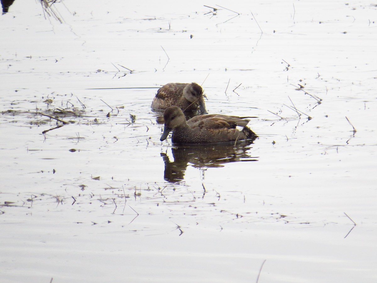 Gadwall - ML302908161