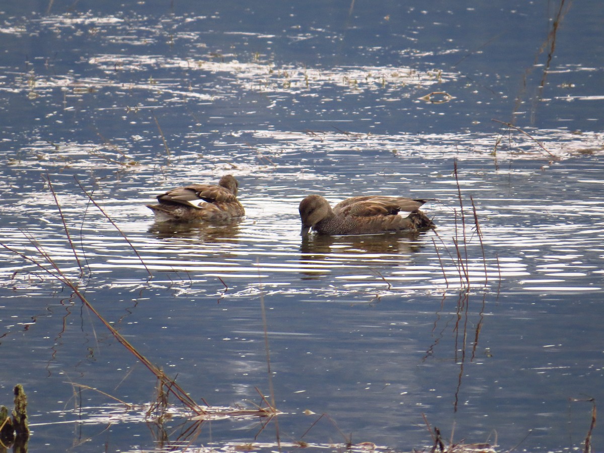 Gadwall - ML302908171