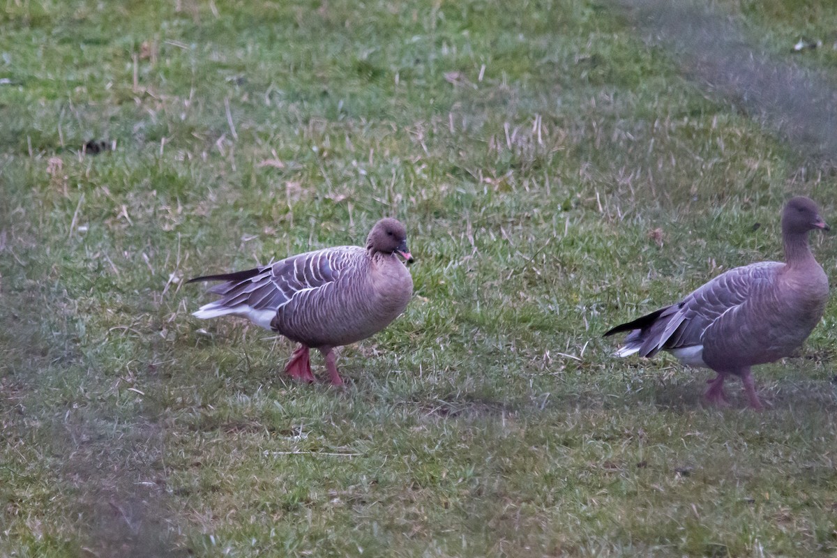 Pink-footed Goose - ML302908261
