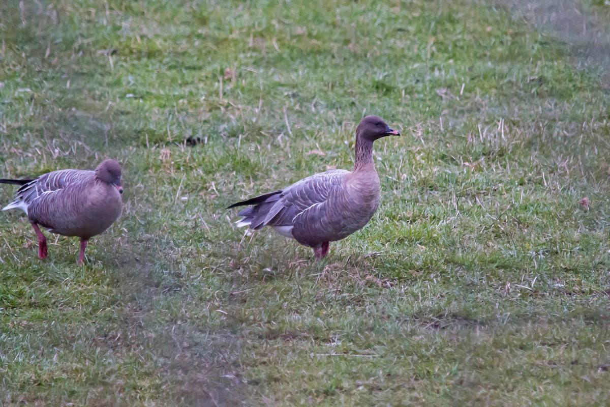 Pink-footed Goose - ML302908271