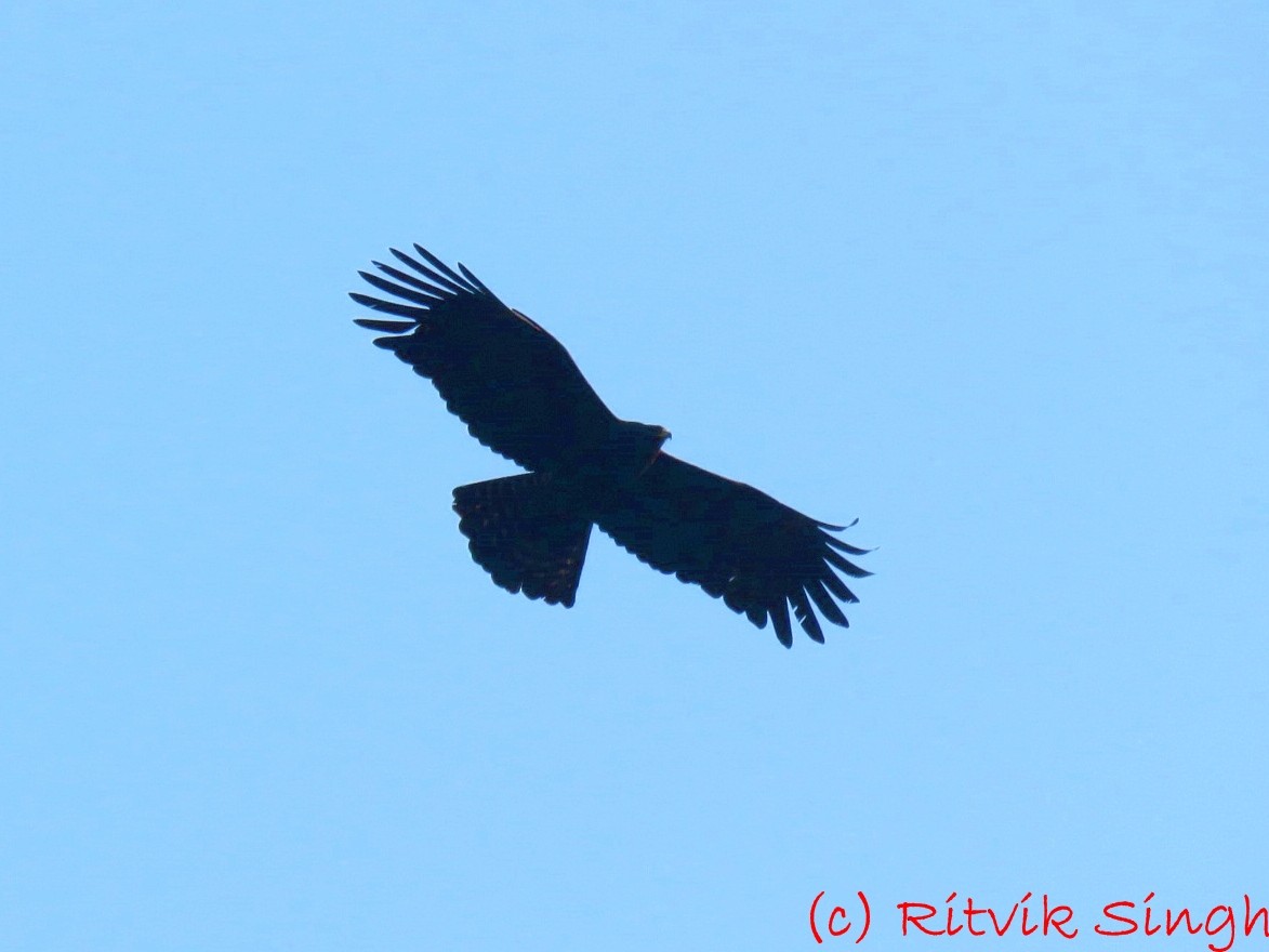Black Eagle - ML302909061