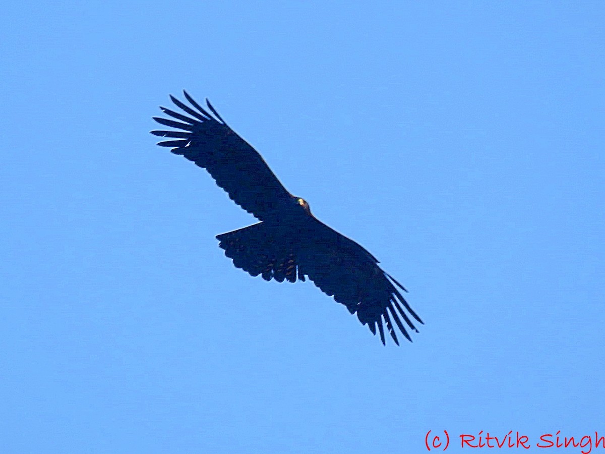 Black Eagle - ML302909081