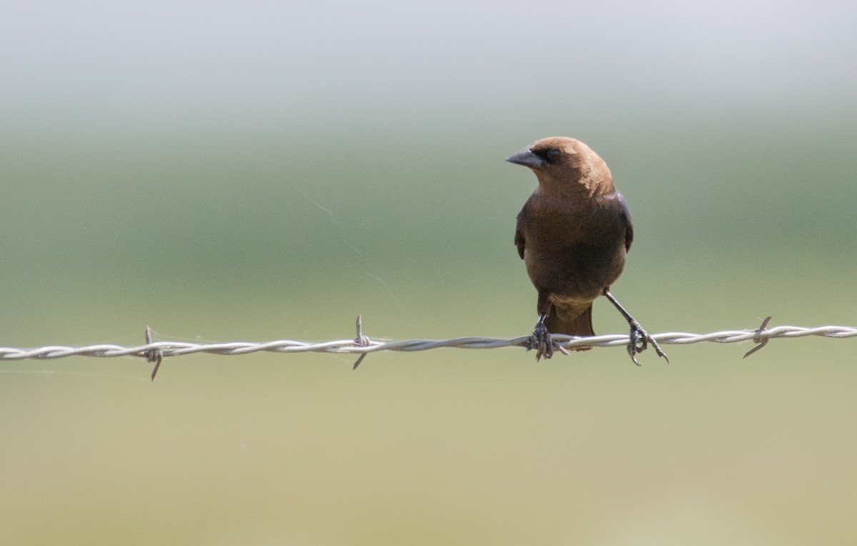 Brown-headed Cowbird - ML30291171