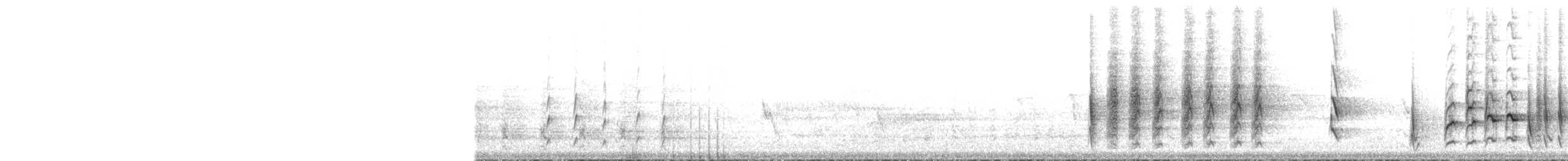 purpurstripehonningeter - ML302911711