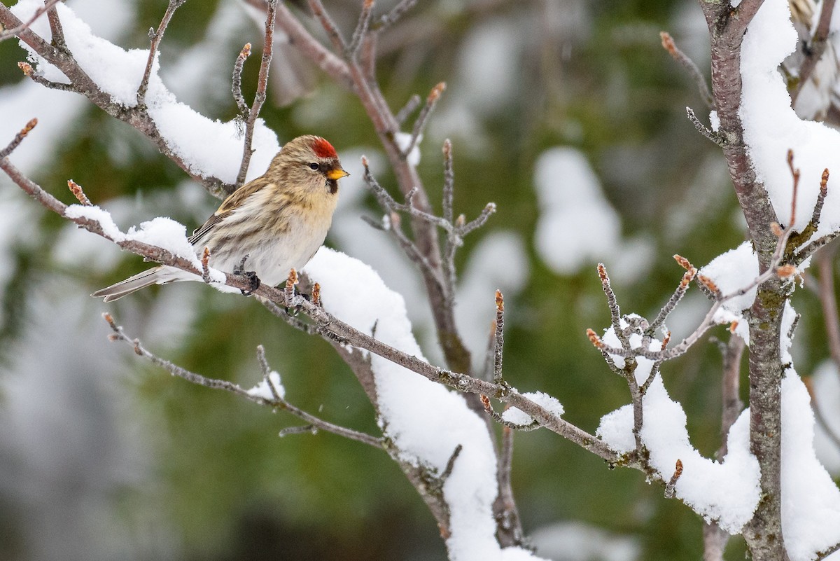 Redpoll (Common) - ML302915261