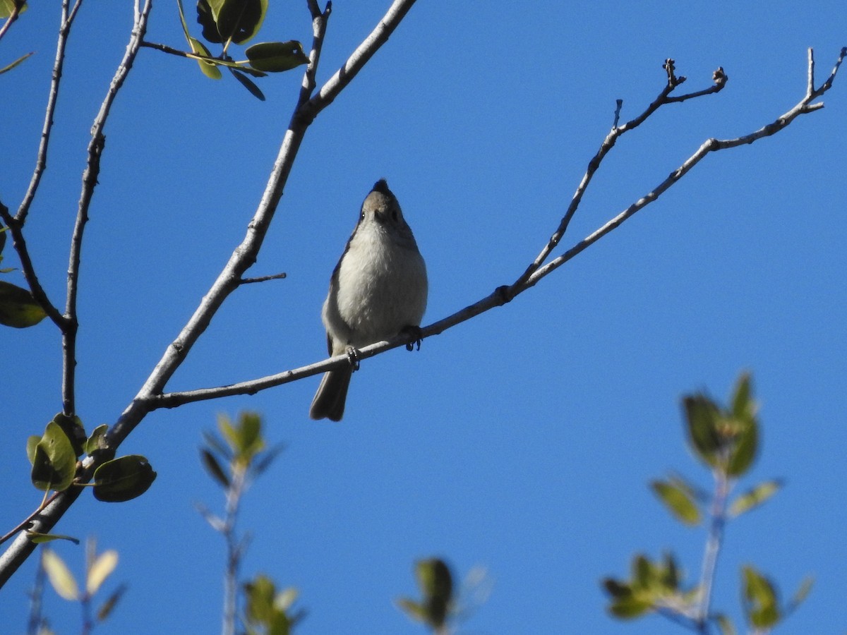 Oak Titmouse - ML302916041