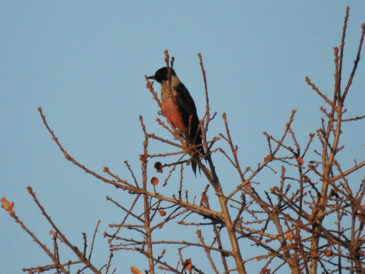 Lewis's Woodpecker - ML302916111