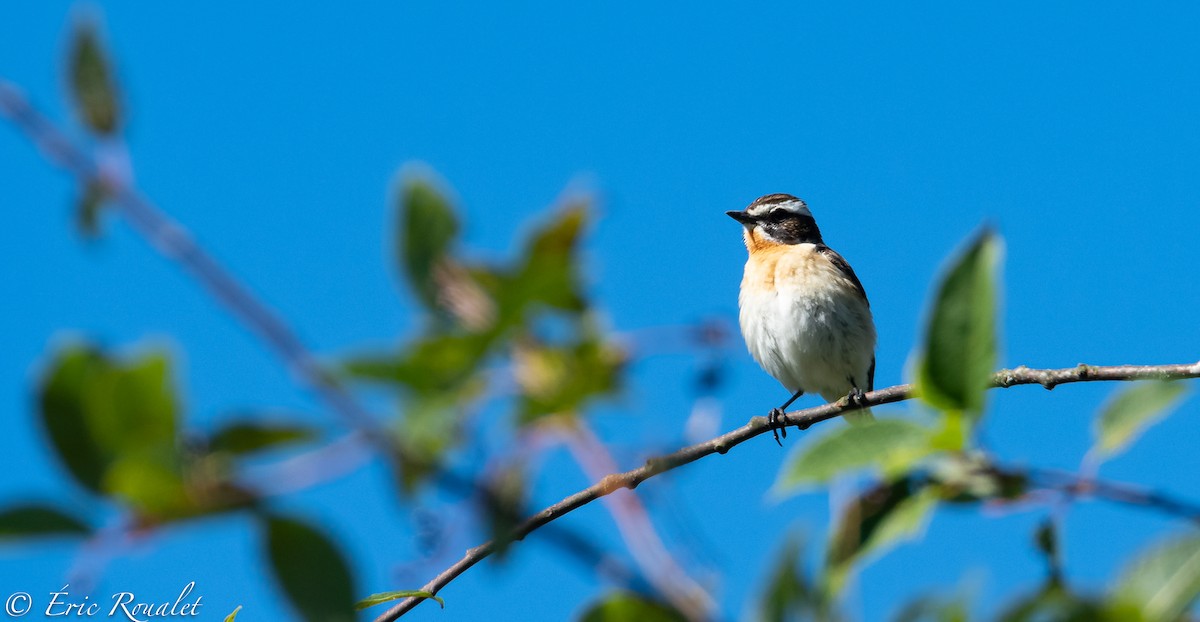 Whinchat - ML302916311