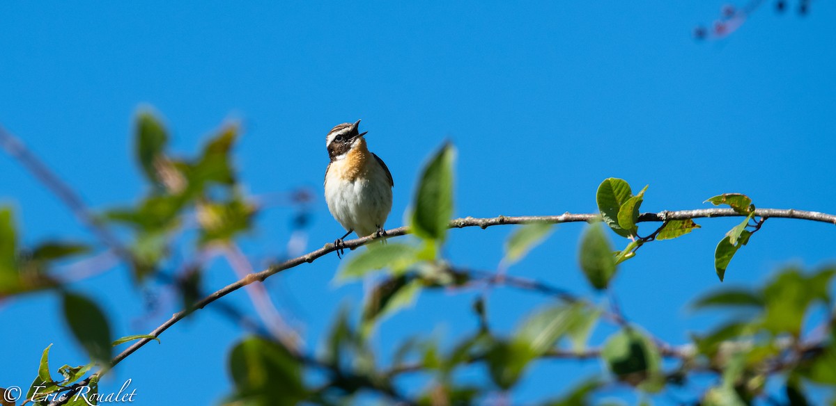 Whinchat - ML302916321