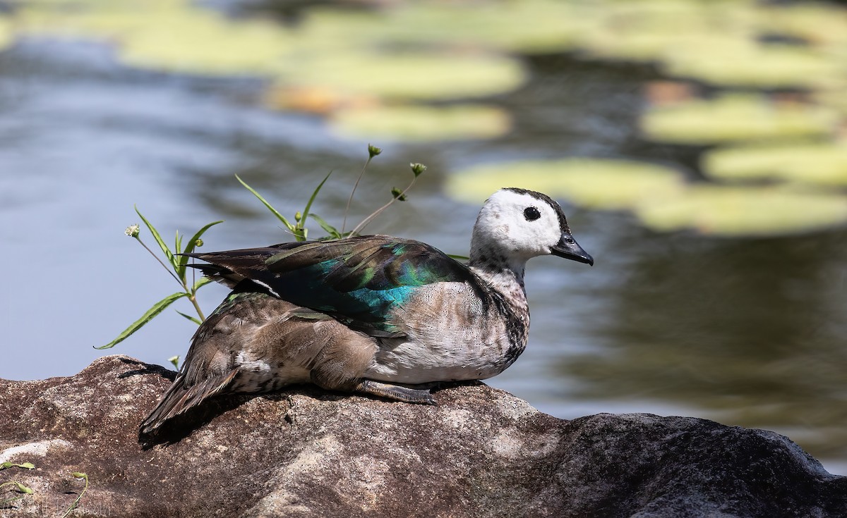 Cotton Pygmy-Goose - Jill Duncan &  Ken Bissett