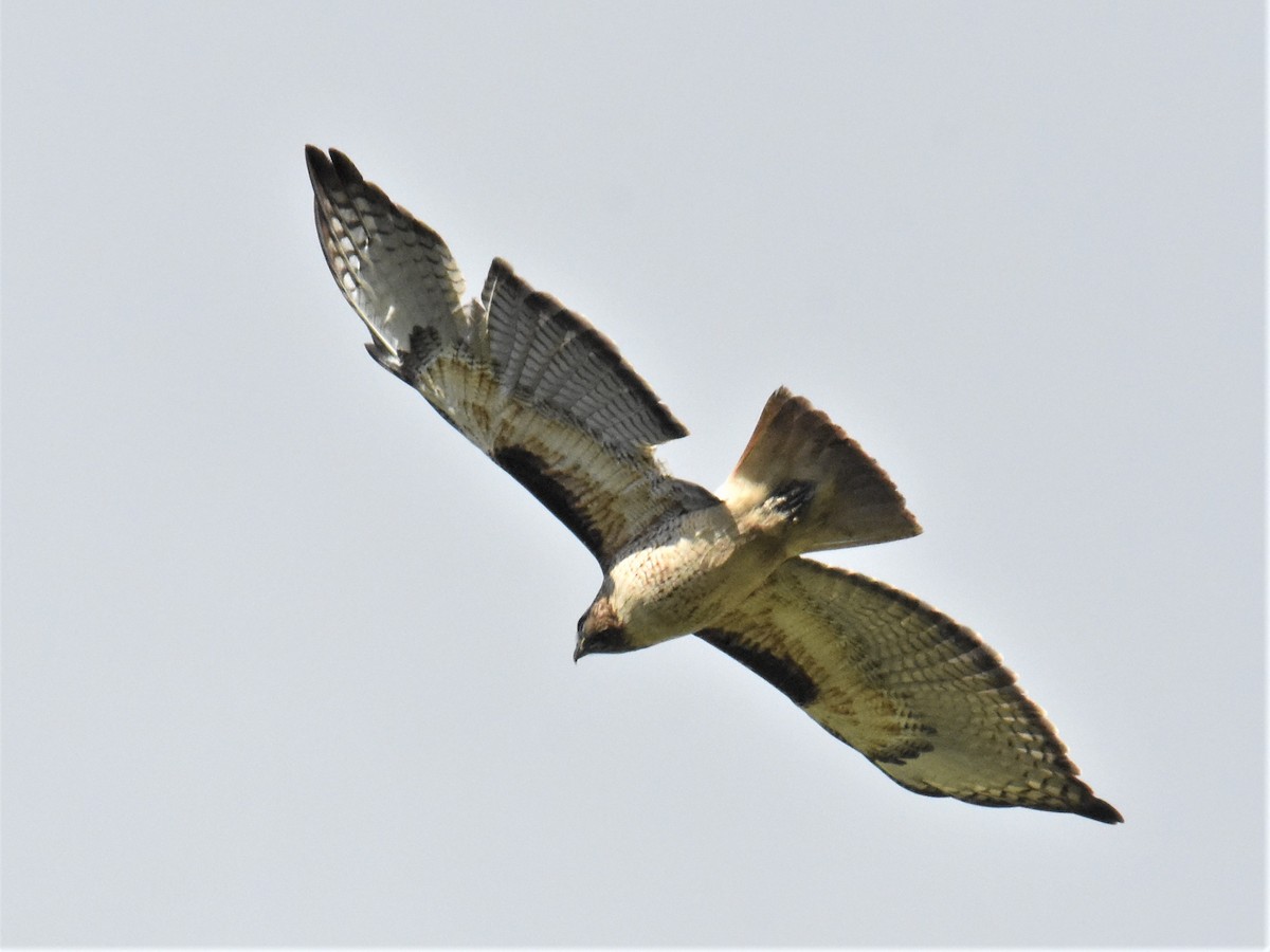 Red-tailed Hawk - ML302916461