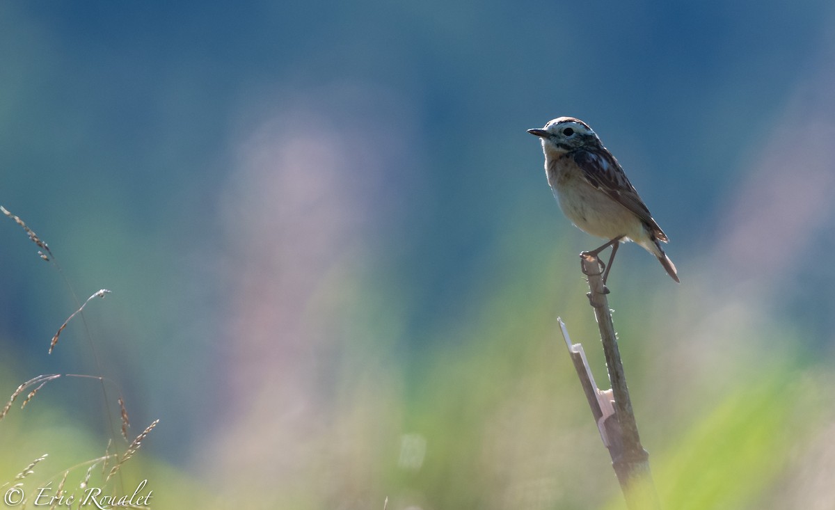 Whinchat - ML302916511