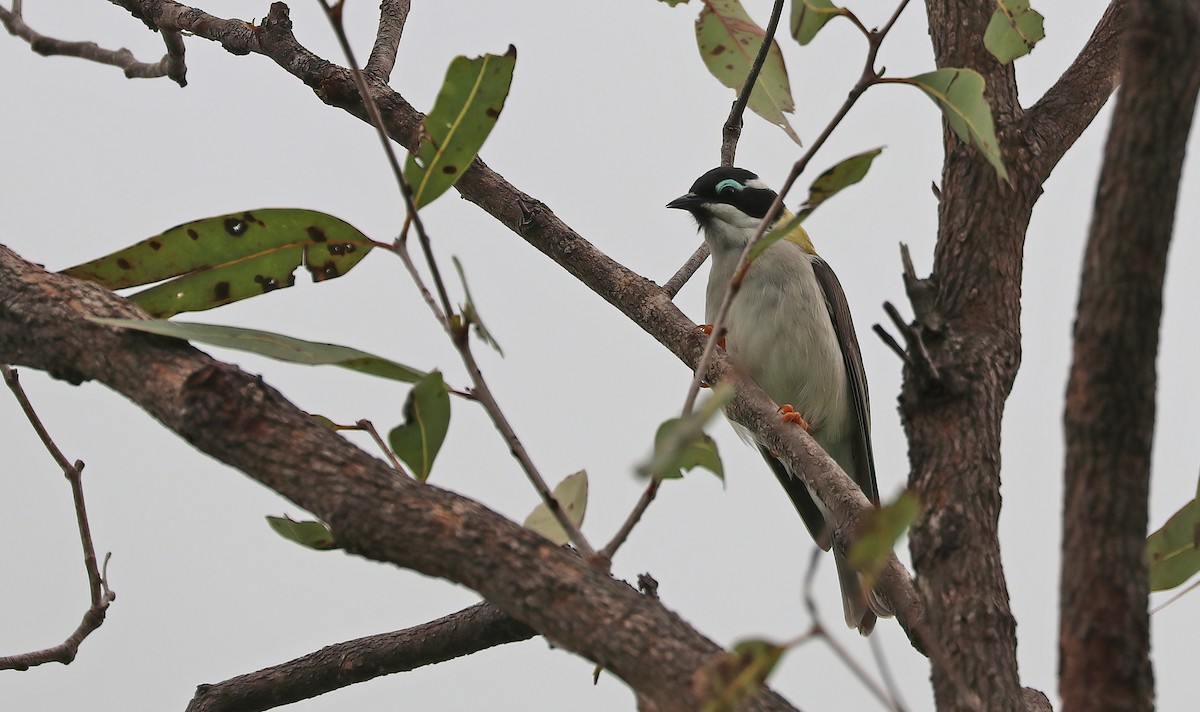 Black-chinned Honeyeater - Ivor Preston