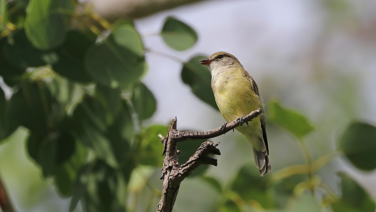 Lemon-bellied Flyrobin - Ivor Preston