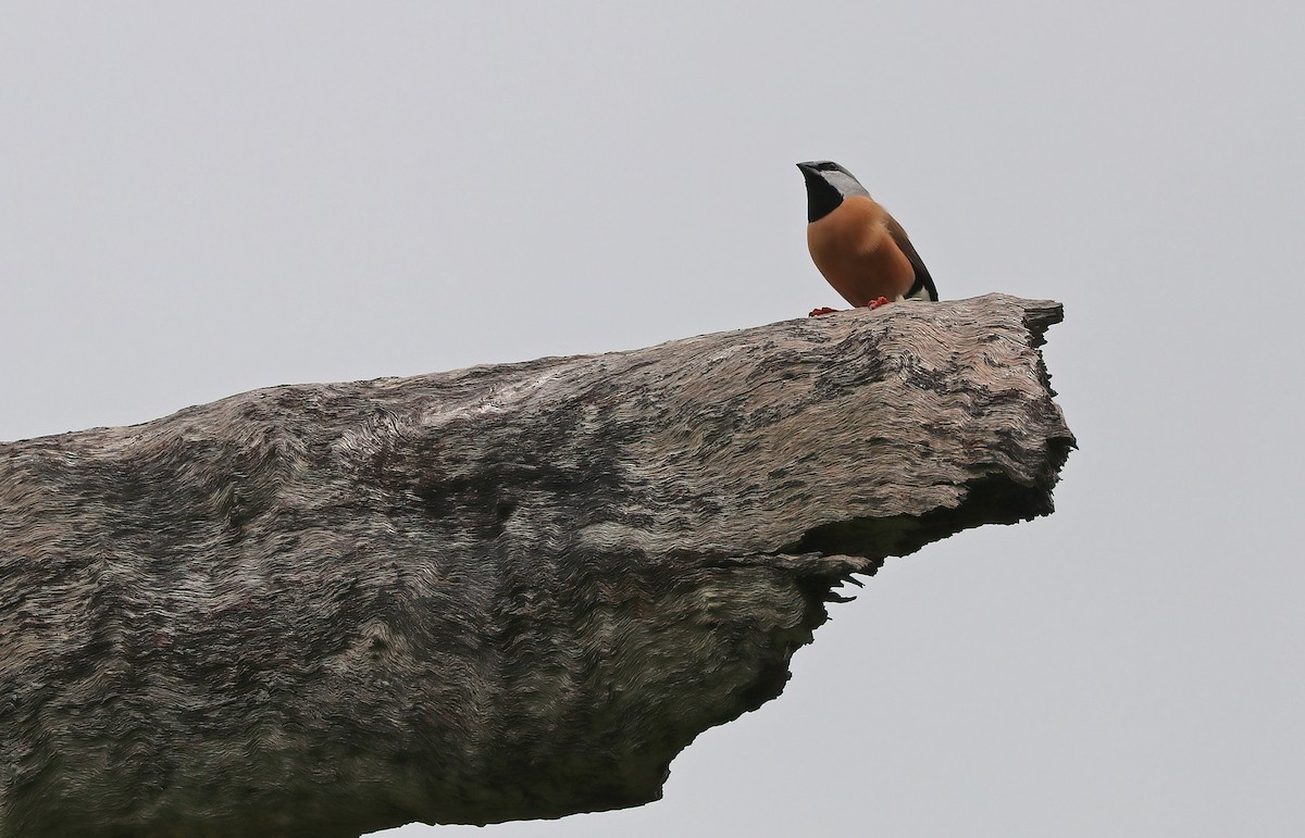 Black-throated Finch - ML302917761