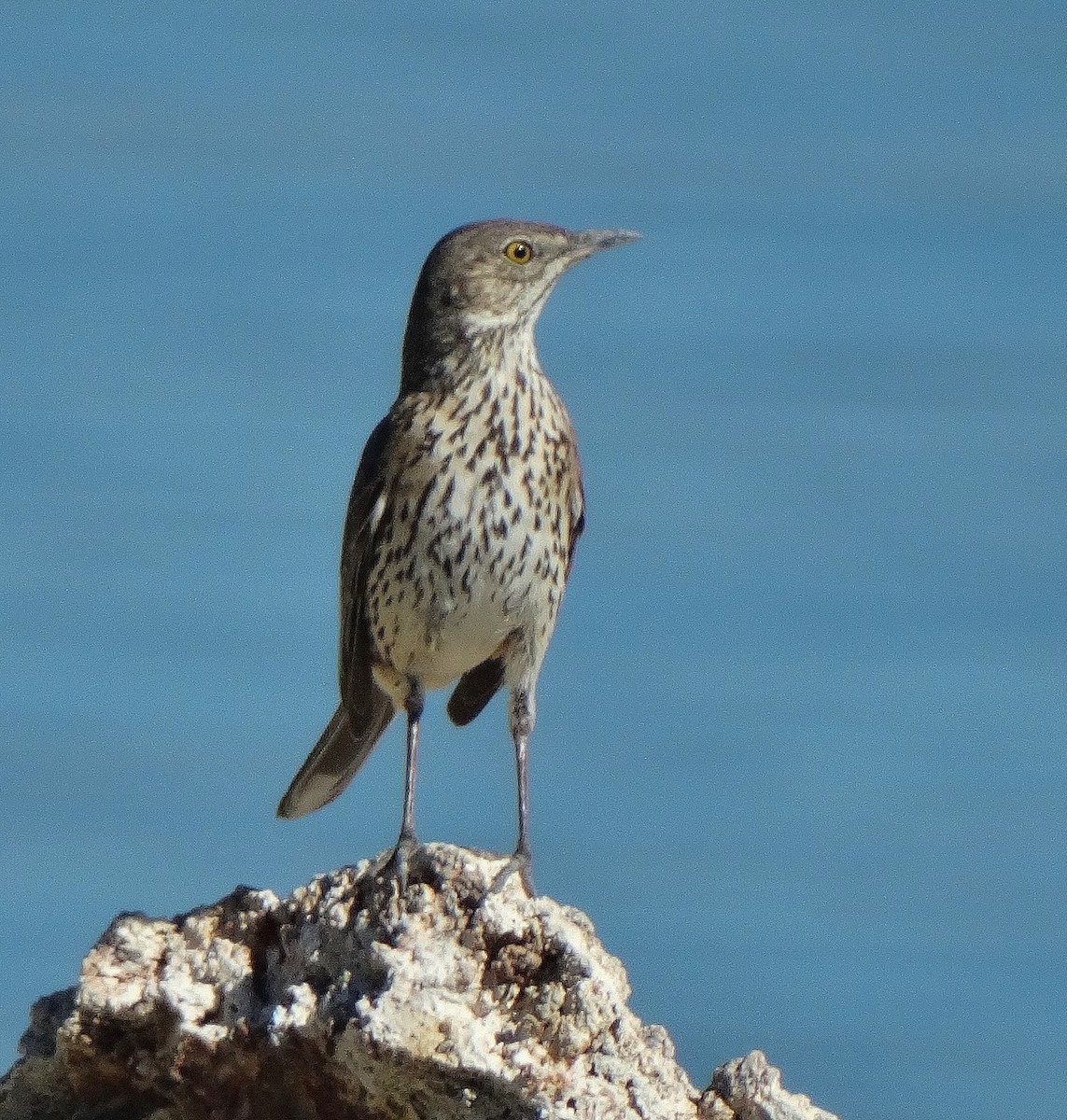 Sage Thrasher - ML30291781