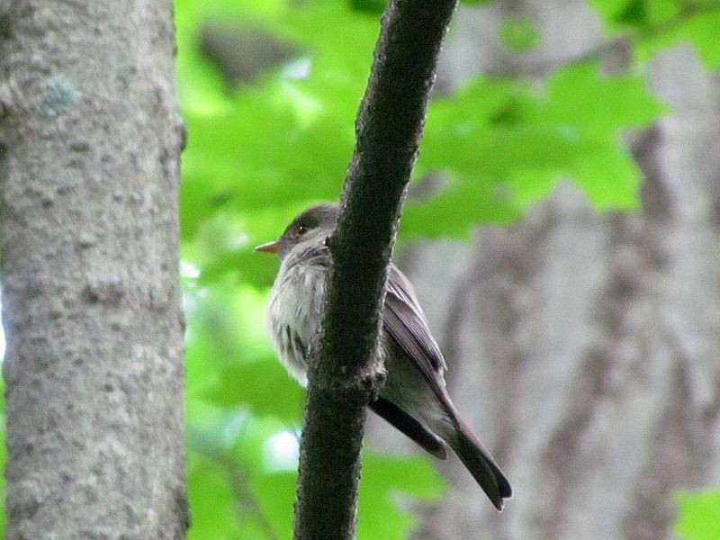 Eastern Wood-Pewee - ML30291791