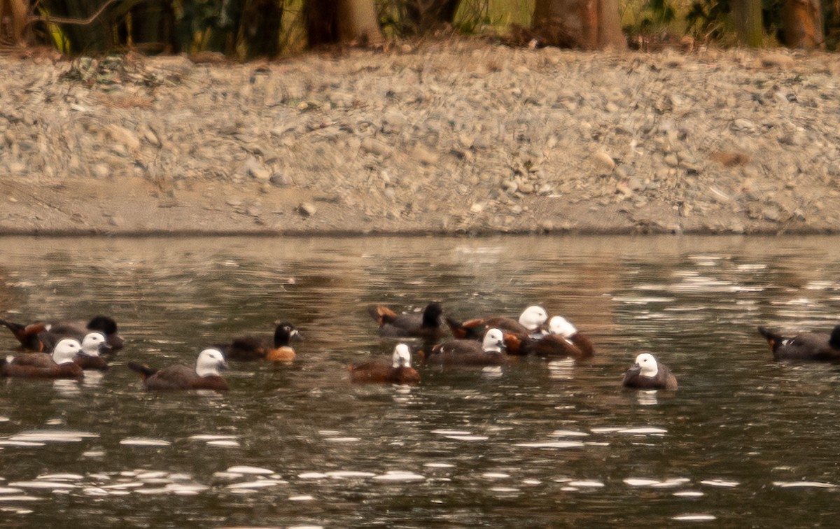 Australian Shelduck - ML302918061