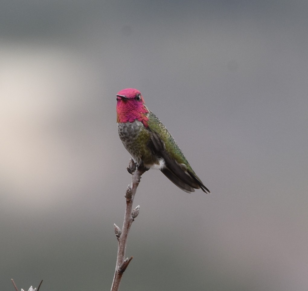 Anna's Hummingbird - Chris Bergmann