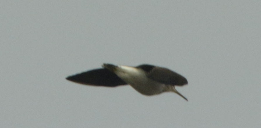 Green Sandpiper - ML302918841