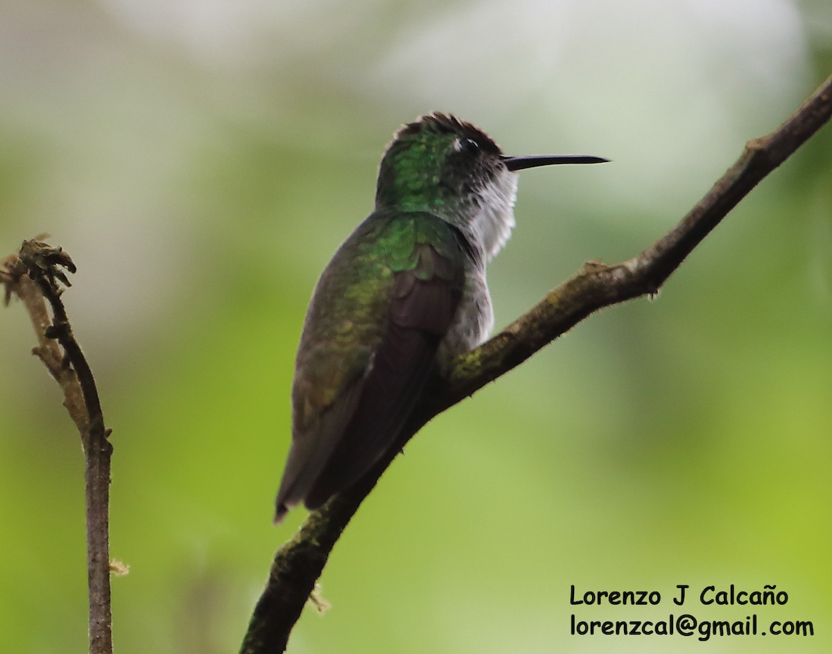 kolibřík běloprsý - ML302921481