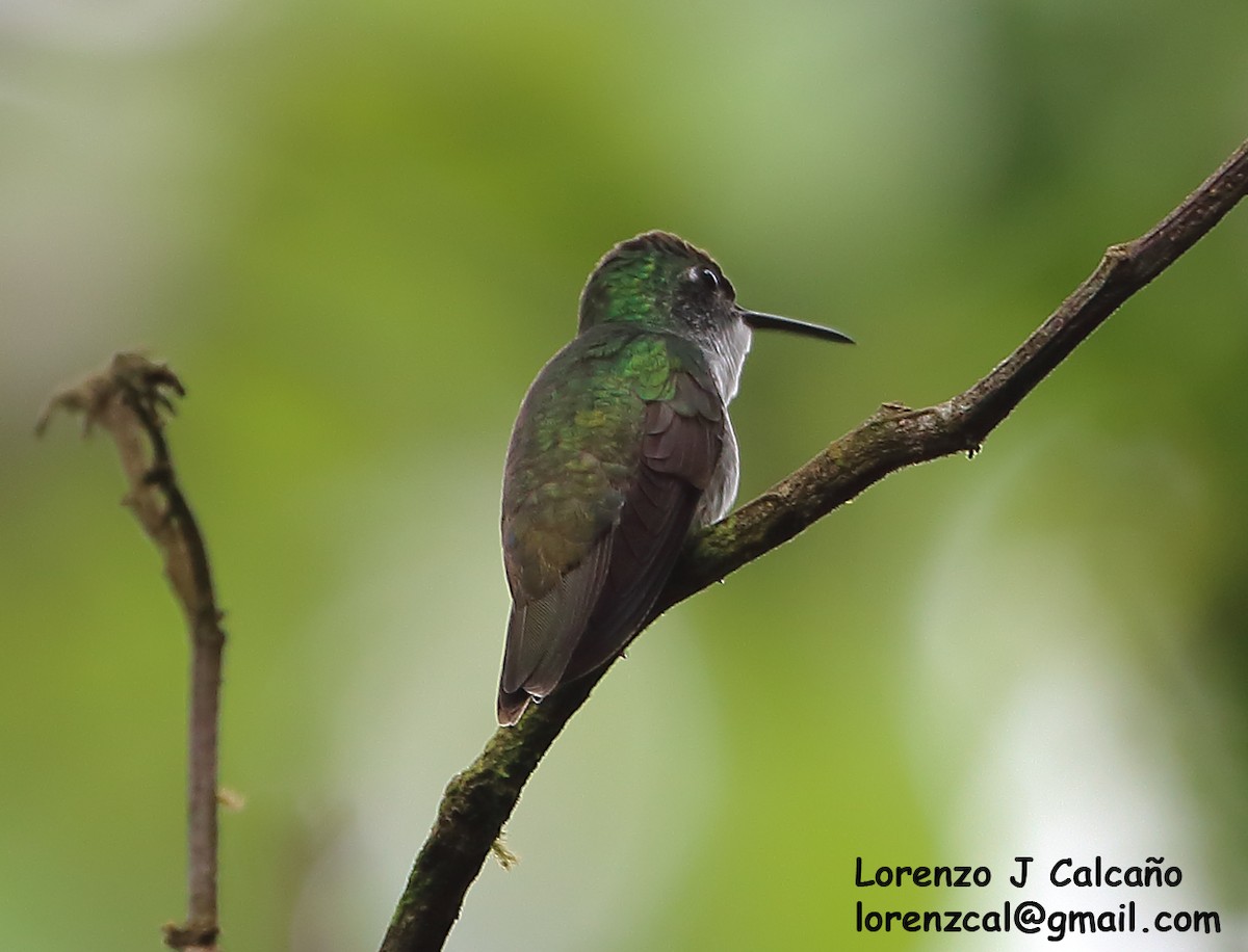 kolibřík běloprsý - ML302921521