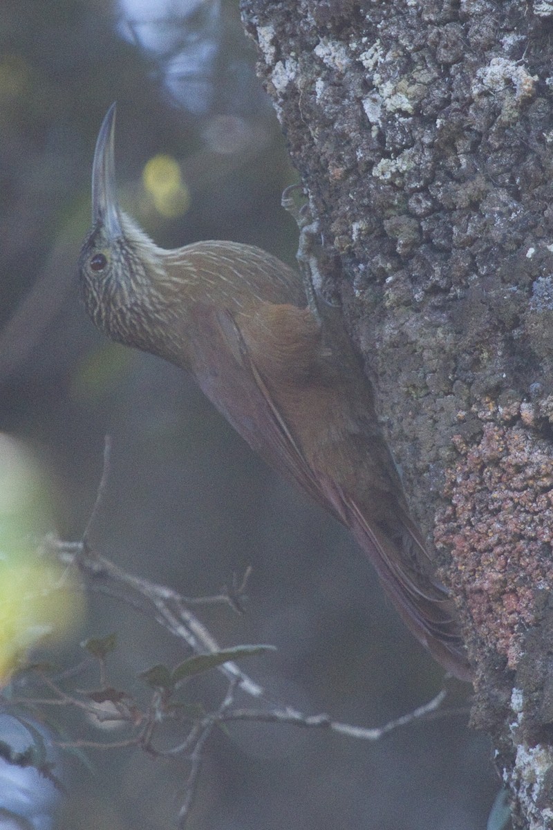 Strong-billed Woodcreeper - ML302922191